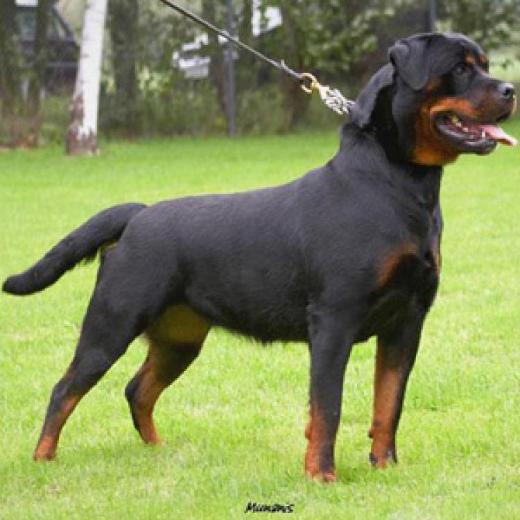 Rottweiler. Zula De Breogan.