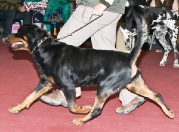 Rottweiler.  Ch. Yocker De Breogan.