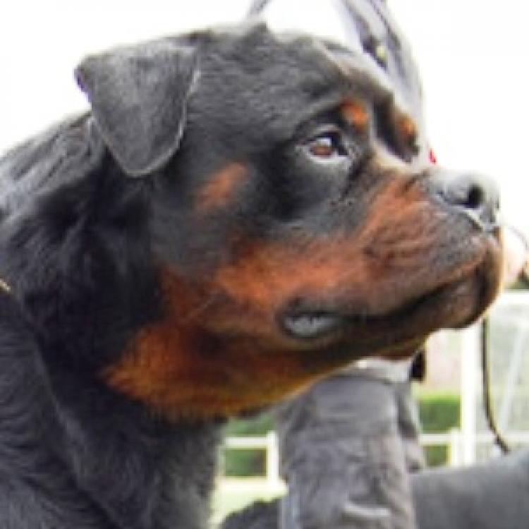 Rottweiler.  Ch. Indio De Breogan.