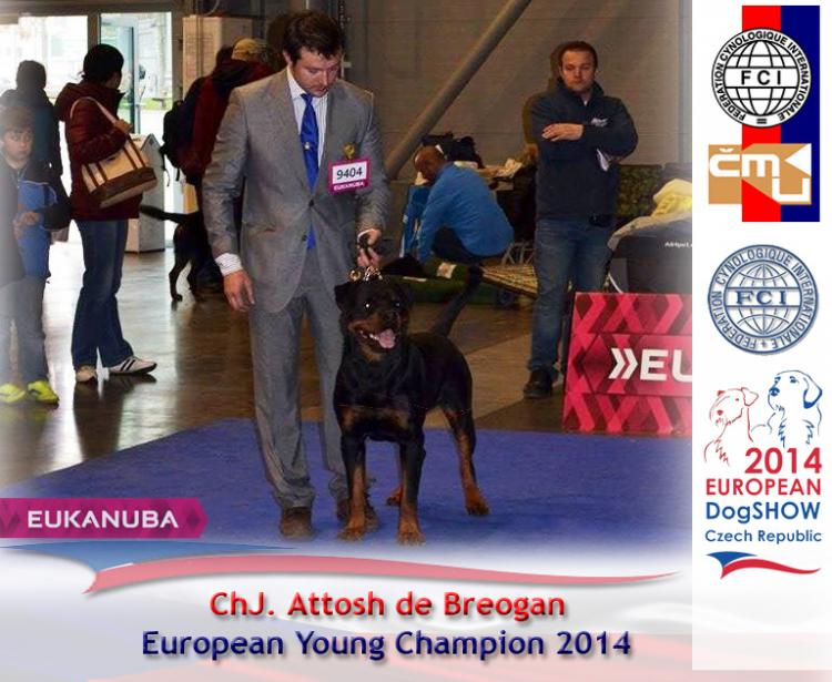 Rottweiler.  Ch. Attosh De Breogan. Rottweiler.  Ch. Attosh De Breogan.