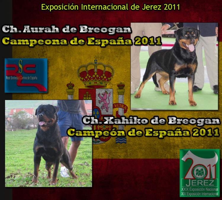 Rottweiler. Rottweiler.