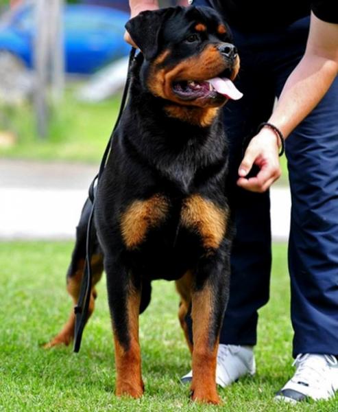 Rottweiler.  Ch. Oki Vom Haus Drazic.