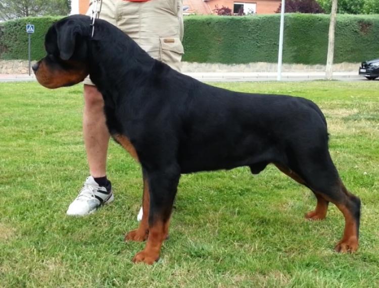 Rottweiler.  Ch. Oki Vom Haus Drazic.