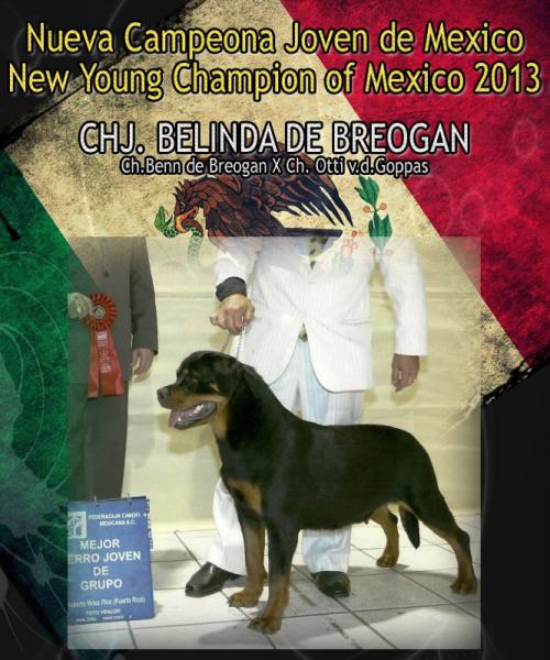 Nueva Jr.Ch. de México. Rottweiler. Jr.Ch. Belinda de Breogan.