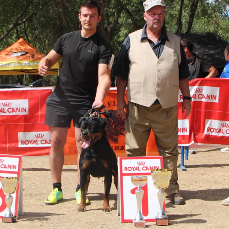 Rottweiler.  Ch. Farah Od Vadanora con 13 meses.