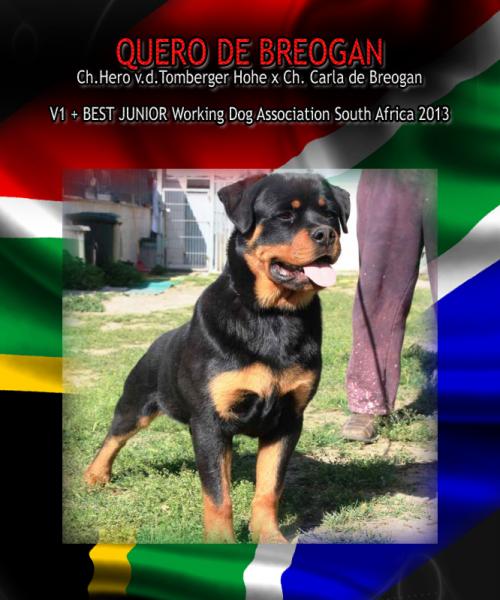 Working Dog Association of South Africa. Rottweiler. Quero de Breogan.