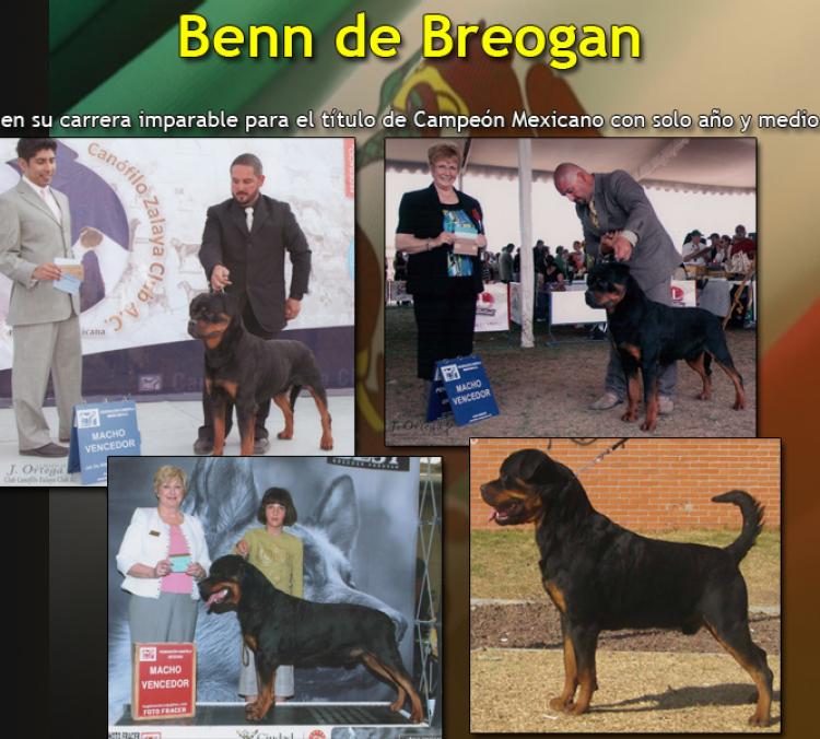 Noticias sobre Benn de Breogan en México Rottweiler. Ch. Benn de Breogan.