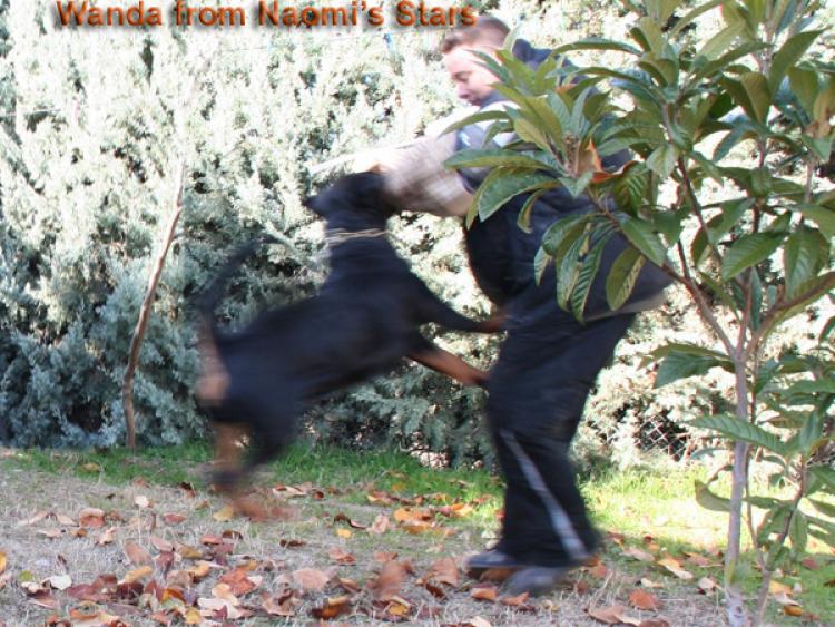 Rottweiler. Wanda From Naomi s Stars.