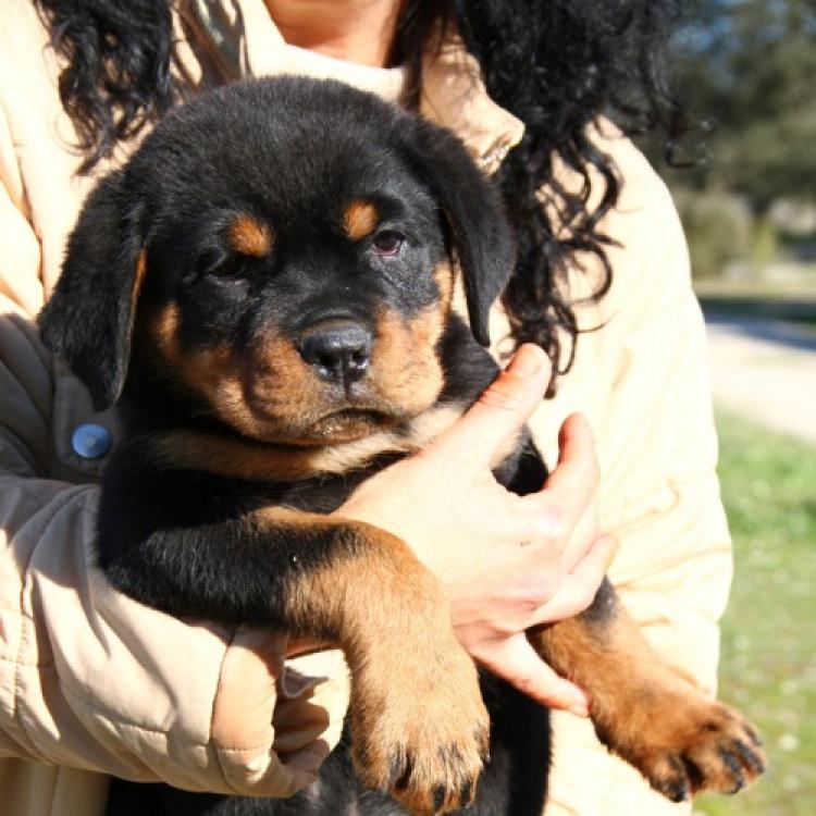 Rottweiler. Elga De Breogan.