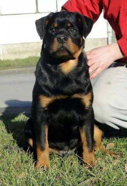 Rottweiler. Combo Dark Force.