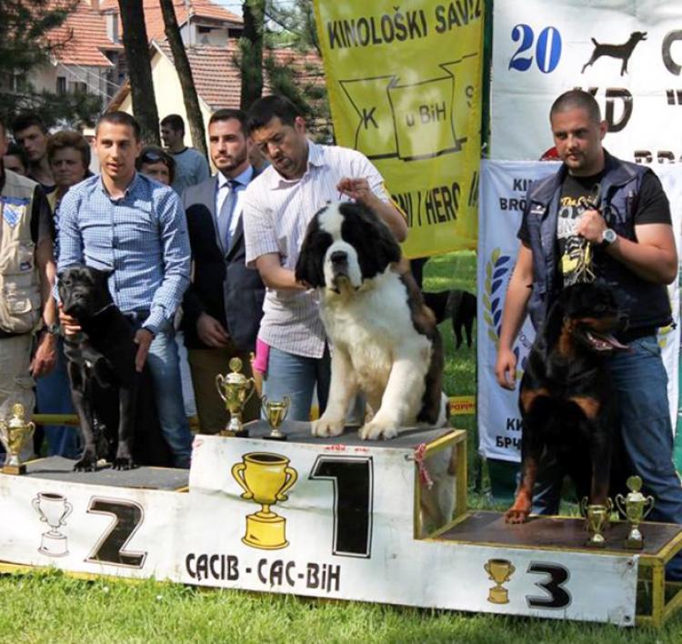 Rottweiler.  Ch. Shery Brko Star.