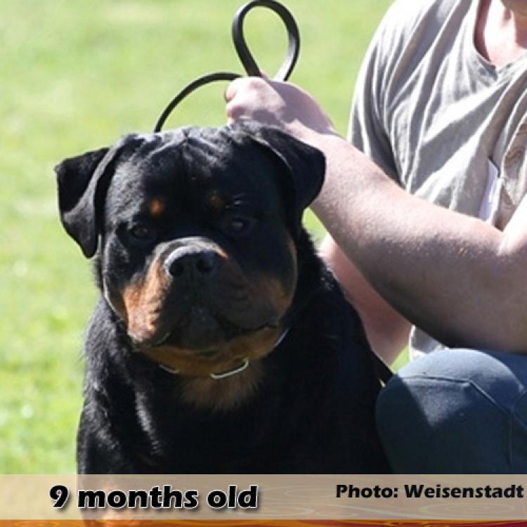 Rottweiler.  Ch. Jerry Lee Van Gorgar.