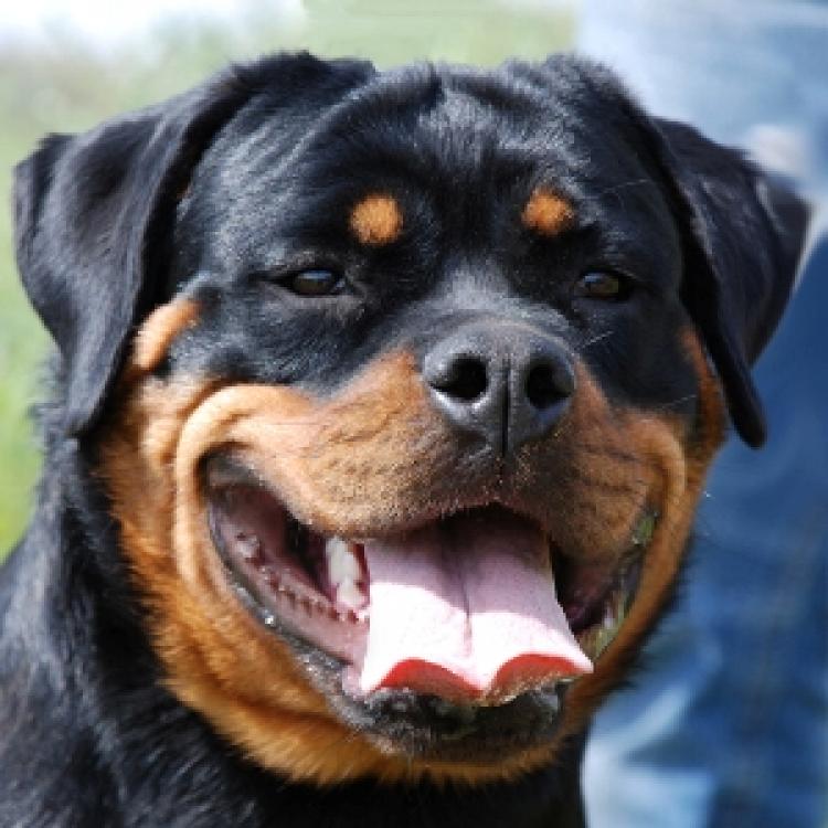 Rottweiler.  Ch. Cira De Breogan.