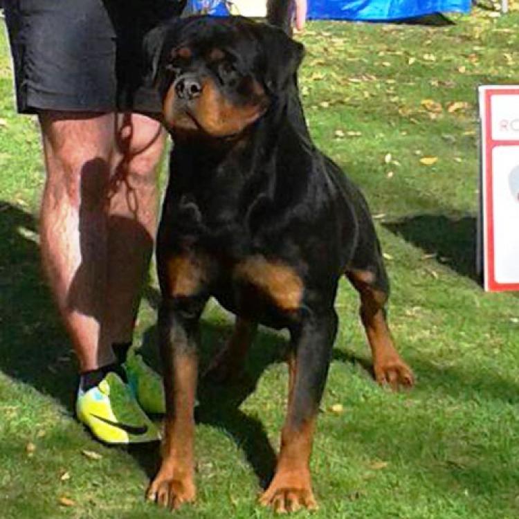 Rottweiler.  Ch. Oki Vom Haus Drazic.