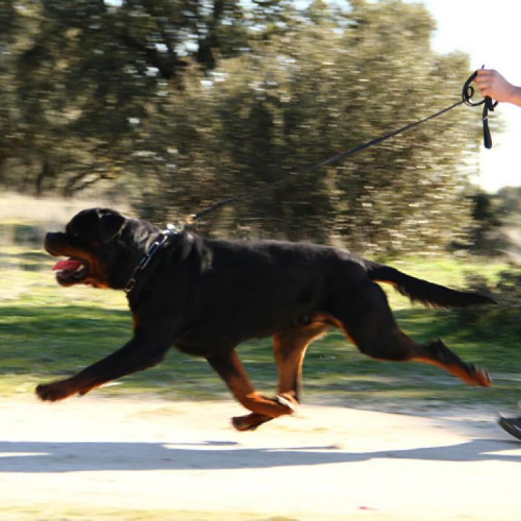 Rottweiler.  Ch. Jerry Lee Van Gorgar.