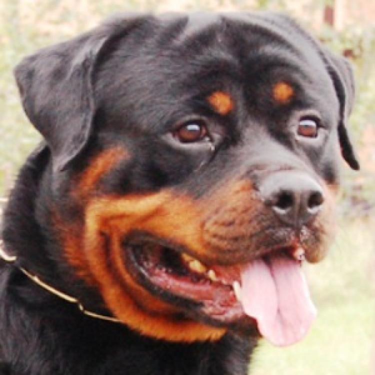 Rottweiler.  Ch. Coda De Breogan.
