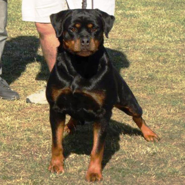 Rottweiler.  Ch. Aurah De Breogan.