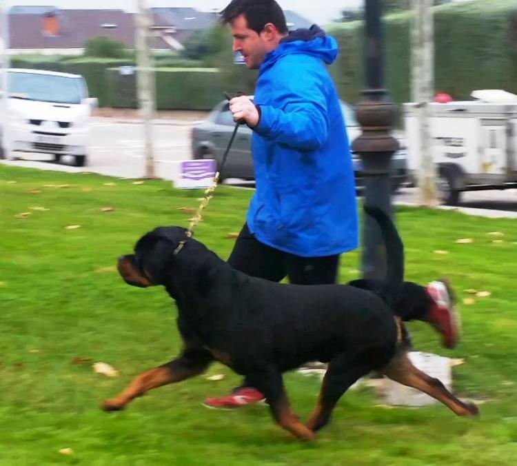 Rottweiler.  Ch. Falco Von Haus Drazic.