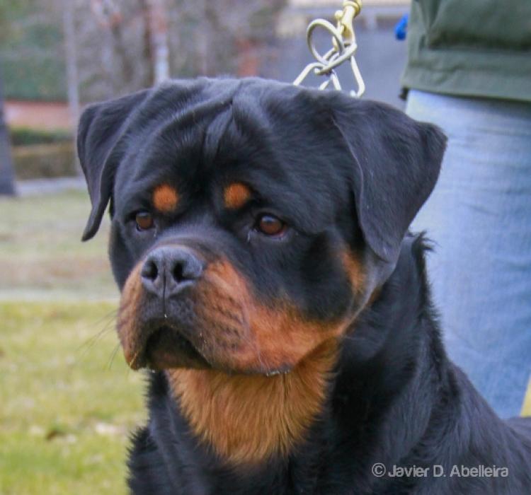 Rottweiler.  Ch. Falco Von Haus Drazic.
