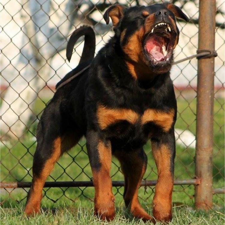 Rottweiler.  Ch. Shery Brko Star.