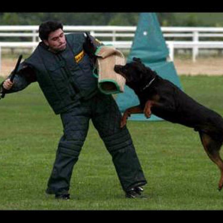 Rottweiler.  Ch. Ravel De Breogan.