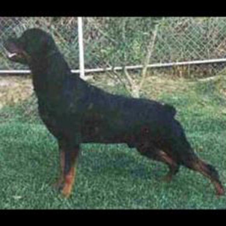 Rottweiler.  Ch. Yanko De Breogan.
