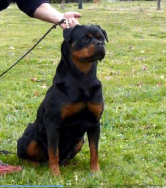 Rottweiler.  Ch. Beely Zara Cro Rott.