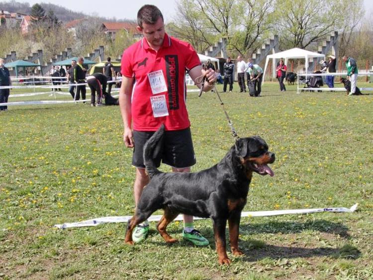 Rottweiler. GERO KING OF THE EAST.