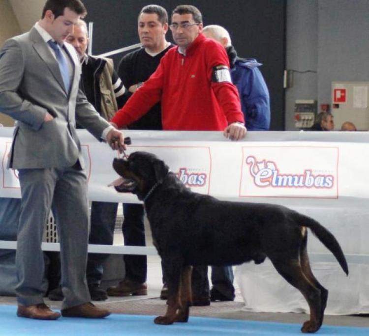 Rottweiler.  Ch. Jerry Lee Van Gorgar.