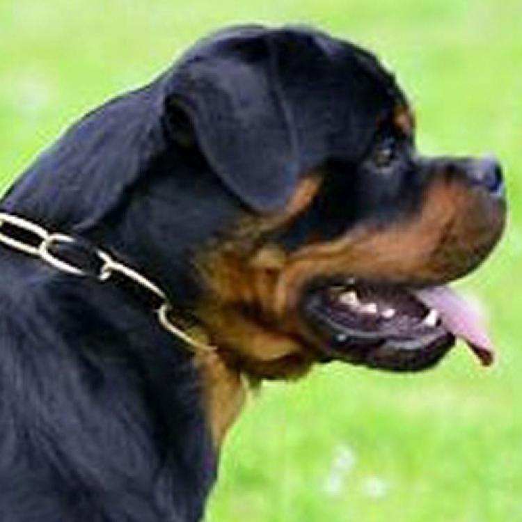 Rottweiler.  Ch. Falco Von Haus Drazic.