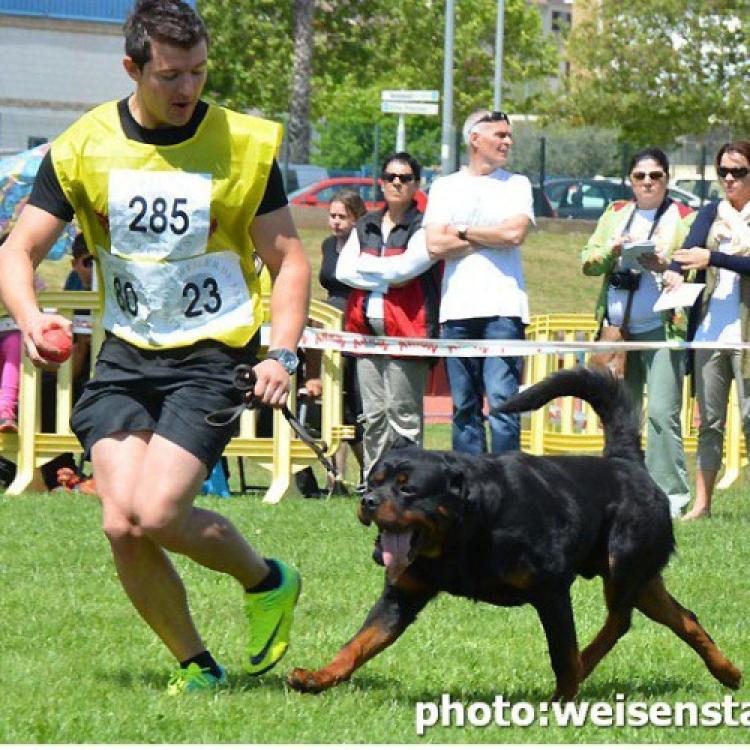 Rottweiler.  Ch. Marko De Breogan.