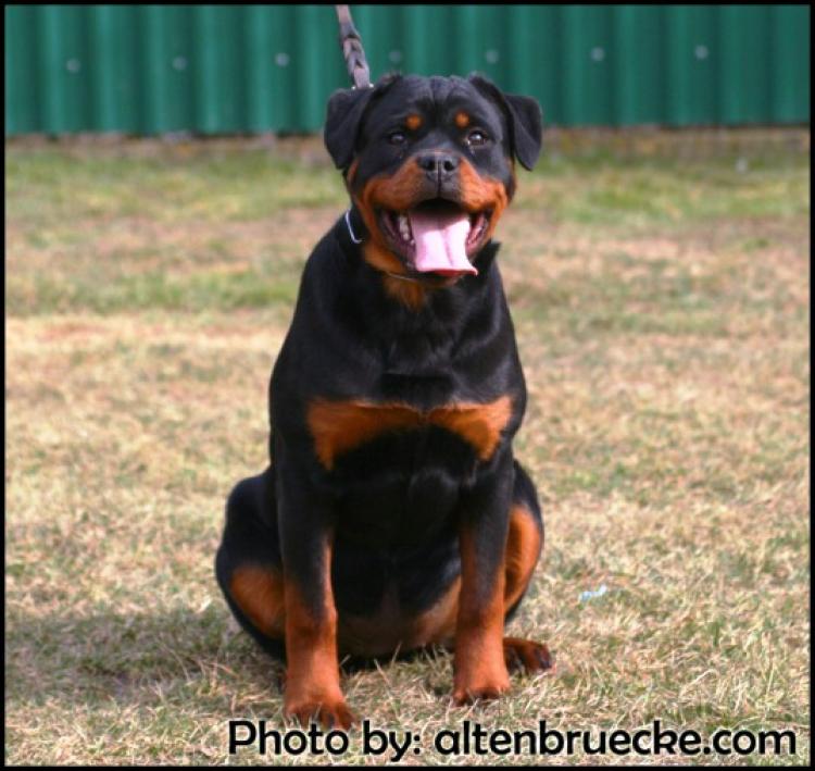 Rottweiler.  Ch. Beely Zara Cro Rott.