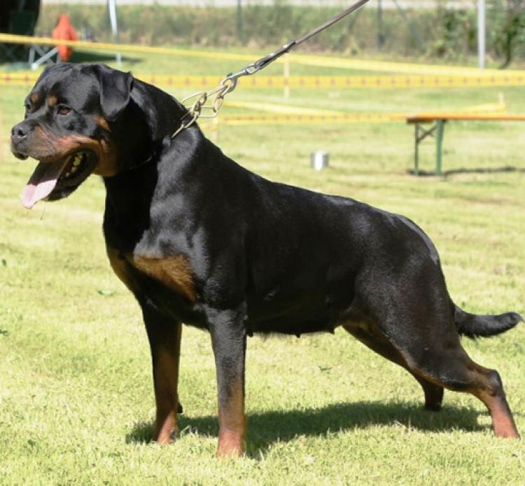 Rottweiler.  Ch. Beely Zara Cro Rott.