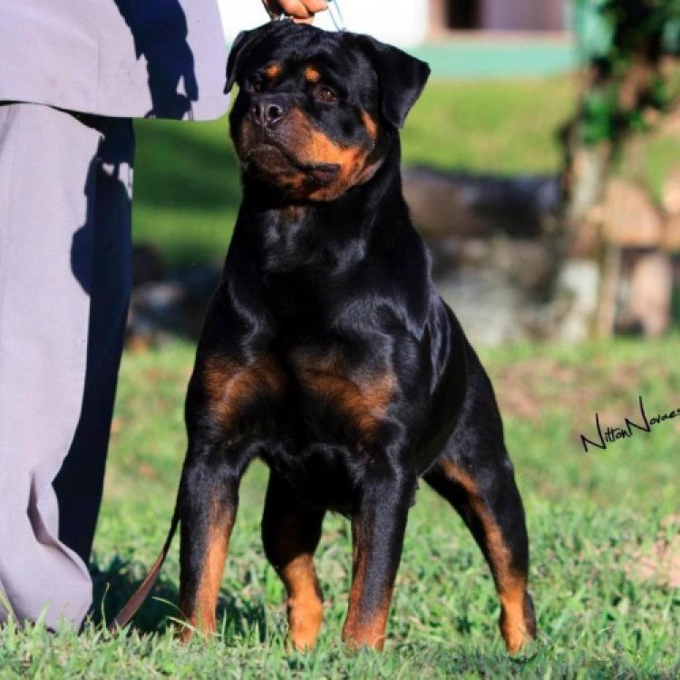 Rottweiler.  Ch. Nestor Carlo Vom Semble.