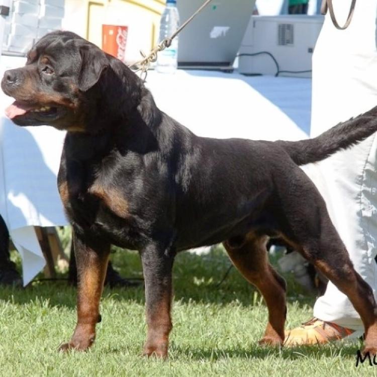 Rottweiler.  Ch. Indio De Breogan.
