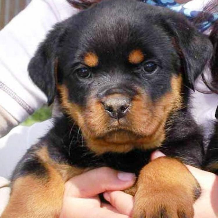 Rottweiler. Tina De Breogan con 2 meses.