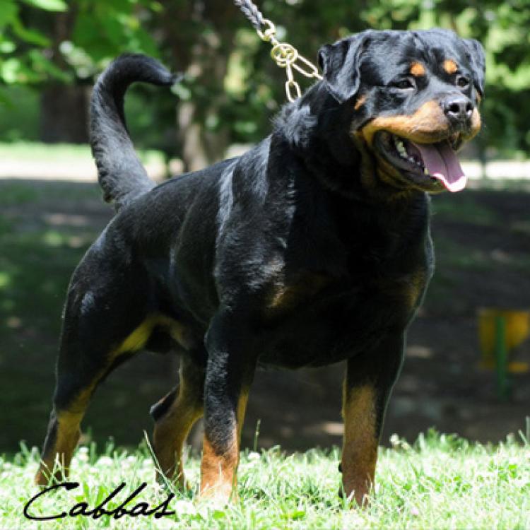 Rottweiler.  Ch. Carlo Von Hause Haase.