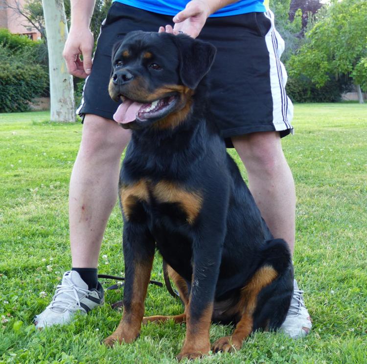 Rottweiler. Gery De Breogan.