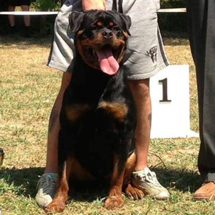 Rottweiler.  Ch. Falco Von Haus Drazic.