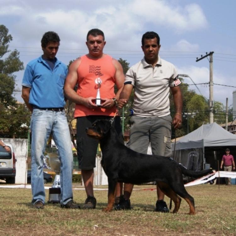 Rottweiler. Nubia Carlo Vom Semble.