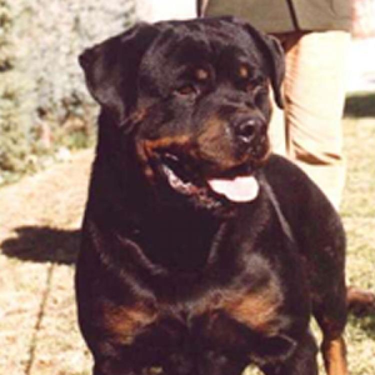 Rottweiler.  Ch. Konan Vom Hennekamp. Rottweiler.  Ch. Konan Vom Hennekamp.