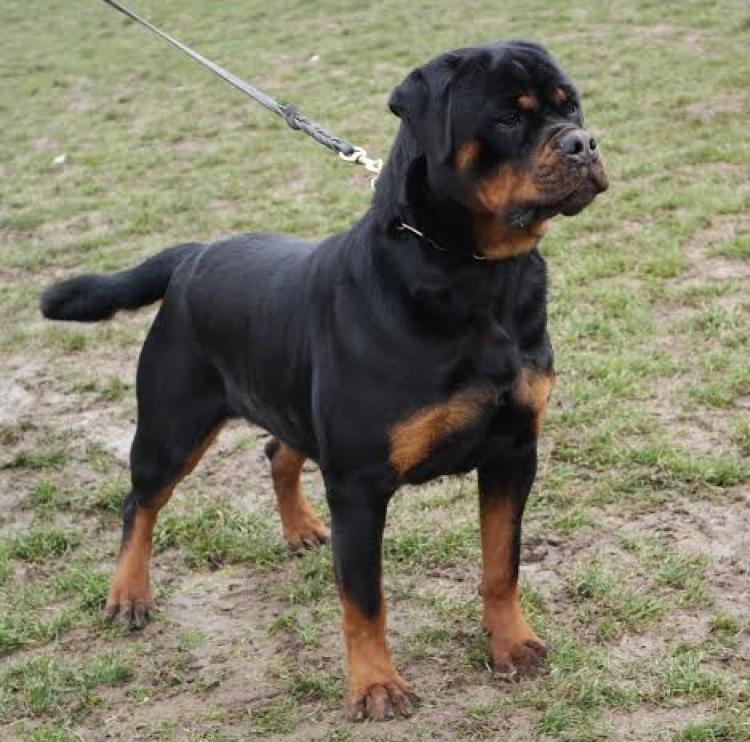 Rottweiler.  Ch. Iva Of Nicola´s Lion.