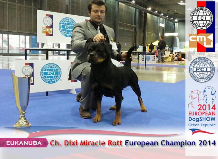 Rottweiler.  Ch. DIXI MIRACLE ROTT.