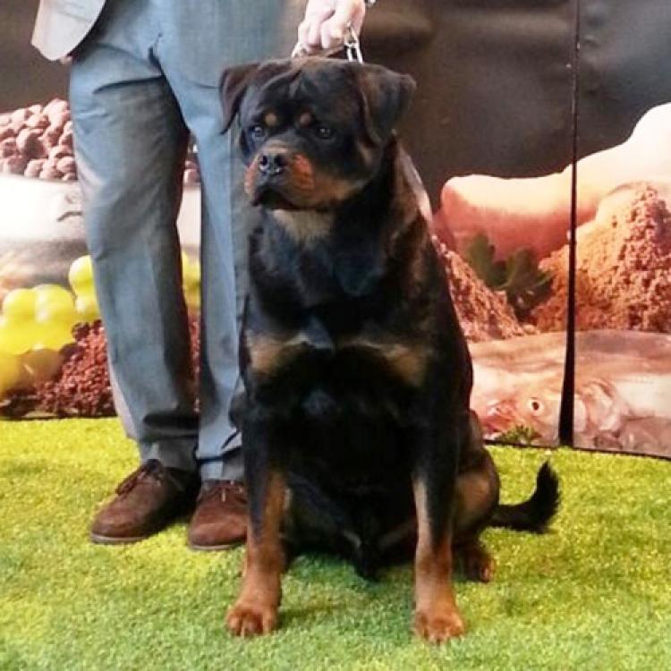 Rottweiler.  Ch. Falco Von Haus Drazic.
