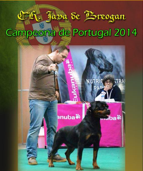 Rottweiler. Ch. Java de Breogan. Rottweiler. Ch. Java de Breogan.