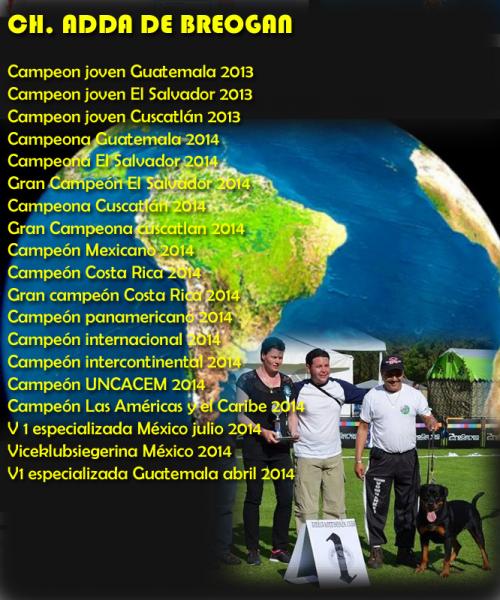 Campeonatos de Adda de Breogan en Sud América. Rottweiler. Multi Ch. Adda de Breogan.