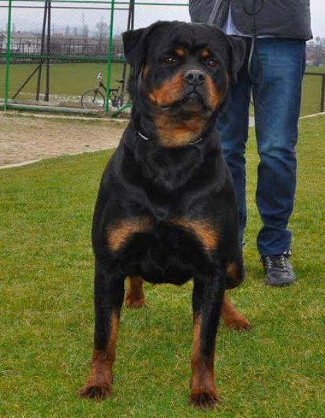 Rottweiler.  Ch. Ruslana Vom Hause Pista.