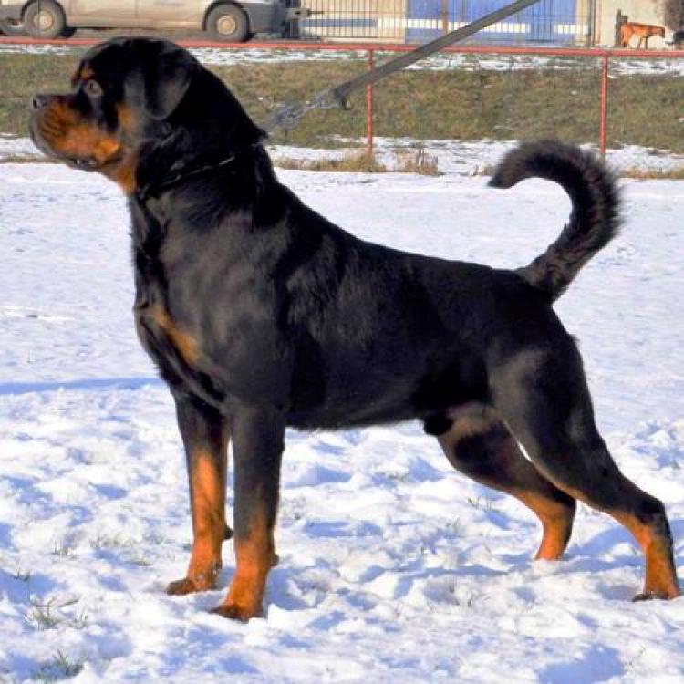Rottweiler.  Ch. Rick Vom Hause Pista.
