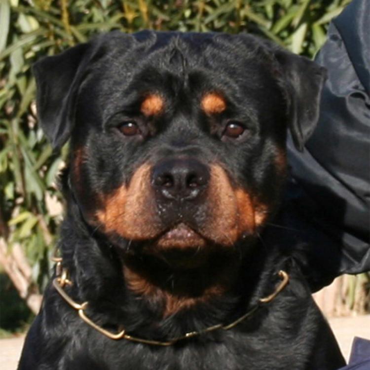 Rottweiler.  Ch. Carlo Von Hause Haase.