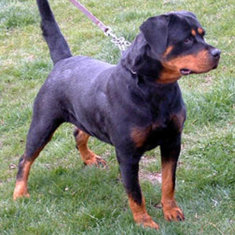 Rottweiler. Mandy Can Auladell. Rottweiler. Mandy Can Auladell.